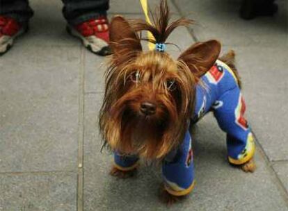 Una mascota acude, con sus mejores galas, a recibir la bendición