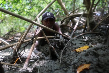 Raimundo Atanasio Ferreira, pesca cangrejos con métodos tradicionales en medio de las raíces de los manglares de Raposa, en Maranhão.