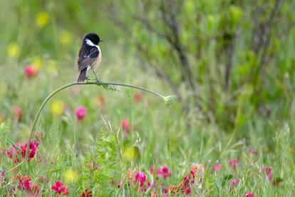 'Equilibro perfecto' es una obra ganadoras del español Andrés Luis Domínguez Blanco, un jovencísimo fotógrafo de Ubrique (Cádiz), que muestra a una tarabilla común posada elegantemente sobre un tallo. Ha ganado el primer premio de la categoría para niños de hasta 11 años.