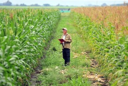 Agrosalud trabaja para mejorar el contenido nutricional del ma&iacute;z. 