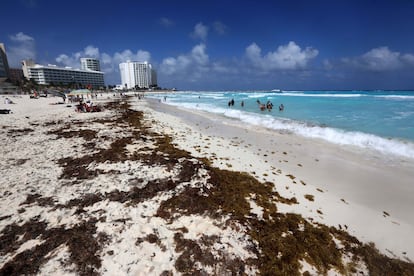 Sargazo en una playa del Caribe mexicano