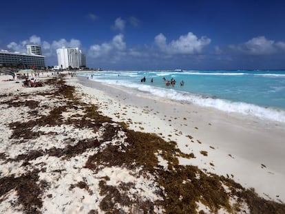 Sargazo en una playa del Caribe mexicano.