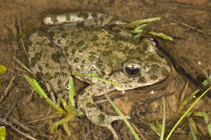 Un ejemplar de sapillo moteado.