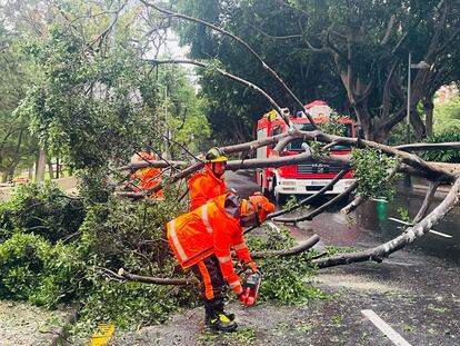 Bomberos de Santa Cruz de Tenerife retiraban este domingo las ramas de un árbol caído en la avenida Pérez Armas.