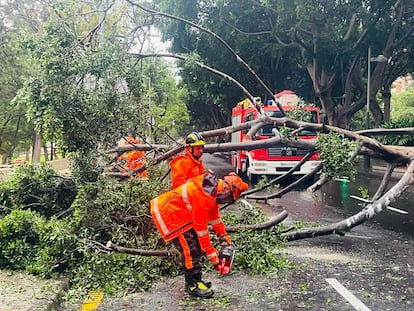 Bomberos de Santa Cruz de Tenerife retiraban este domingo las ramas de un árbol caído en la avenida Pérez Armas.