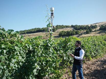 Álvaro Arranz, responsable de sistemas de la bodega Pago de Carraovejas, toma datos de un sensor instalado en el viñedo.