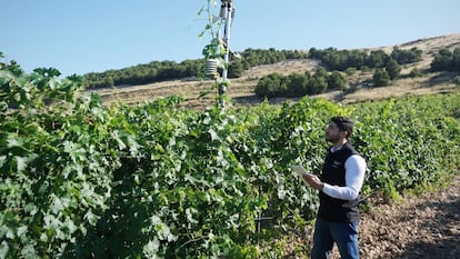 Álvaro Arranz, responsable de sistemas de la bodega Pago de Carraovejas, toma datos de un sensor instalado en el viñedo.