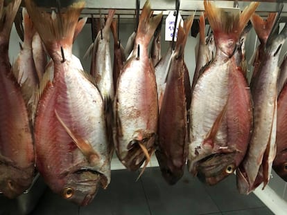 Pescados en la cámara de maduración / Capel