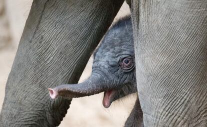 Un bebé elefante de 1 día de edad se coloca al lado de su madre, en Hamburgo (Alemania). 
