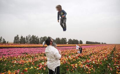 Un hombre israelí juega con un niño, mientras se cae su kipá, entre las flores de Ranunculus en un campo al sur Kibutz, el 12 de abril de 2017.