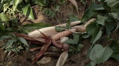 Mazorcas de maíz, en el documental de Cortés.