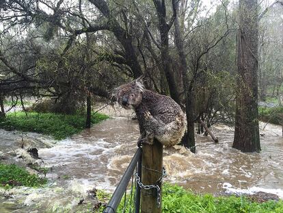 Un koala, empapado por la lluvia, sentado sobre un poste para escapar de la avalancha en la ciudad de Stirling, en las colinas de Adelaide de Australia del Sur.