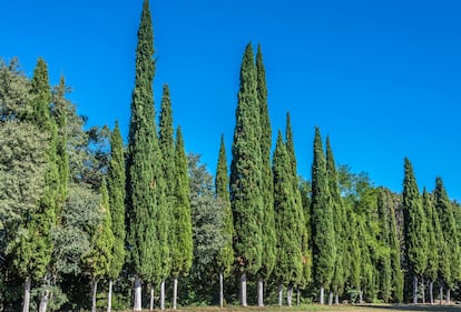 La característica silueta del ciprés, el árbol más representado en la colección del Museo del Prado.