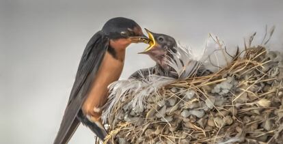 Un pájaro alimentando a su cría. Getty images