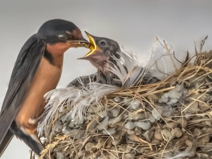 Un pájaro alimentando a su cría. Getty images