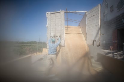 Un hombre descarga un camión de trigo cerca de Ciudad Obregón, Sonora (México)