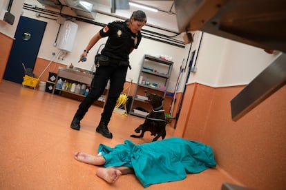 La agente Verónica Cardenal con su perro Benji, que acaba de localizar un cadáver en el Centro de Donación de Cuerpos de la Complutense.