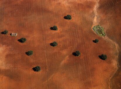 Tierras labradas entre encinas. Desde 1990 se han perdido 2,5 millones de hectáreas de tierras de cultivo.