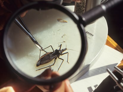 Insecto que transmite el parásito de la enfermedad de Chagas, en un laboratorio del Instituto Oswaldo Cruz, en Río de Janeiro (Brasil).