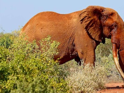 Elefante de supercolmillos &#039;hermano&#039; de Satao II.