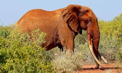 Elefante de supercolmillos 'hermano' de Satao II.