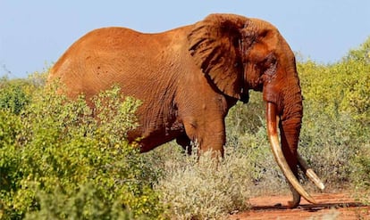 Elefante de supercolmillos &#039;hermano&#039; de Satao II.