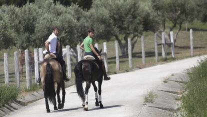 Los paseos por la finca forman parte del descanso que reciben los caballos después de una actuación en la plaza de toros.