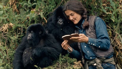 Dian Fossey leyendo a sus gorilas.