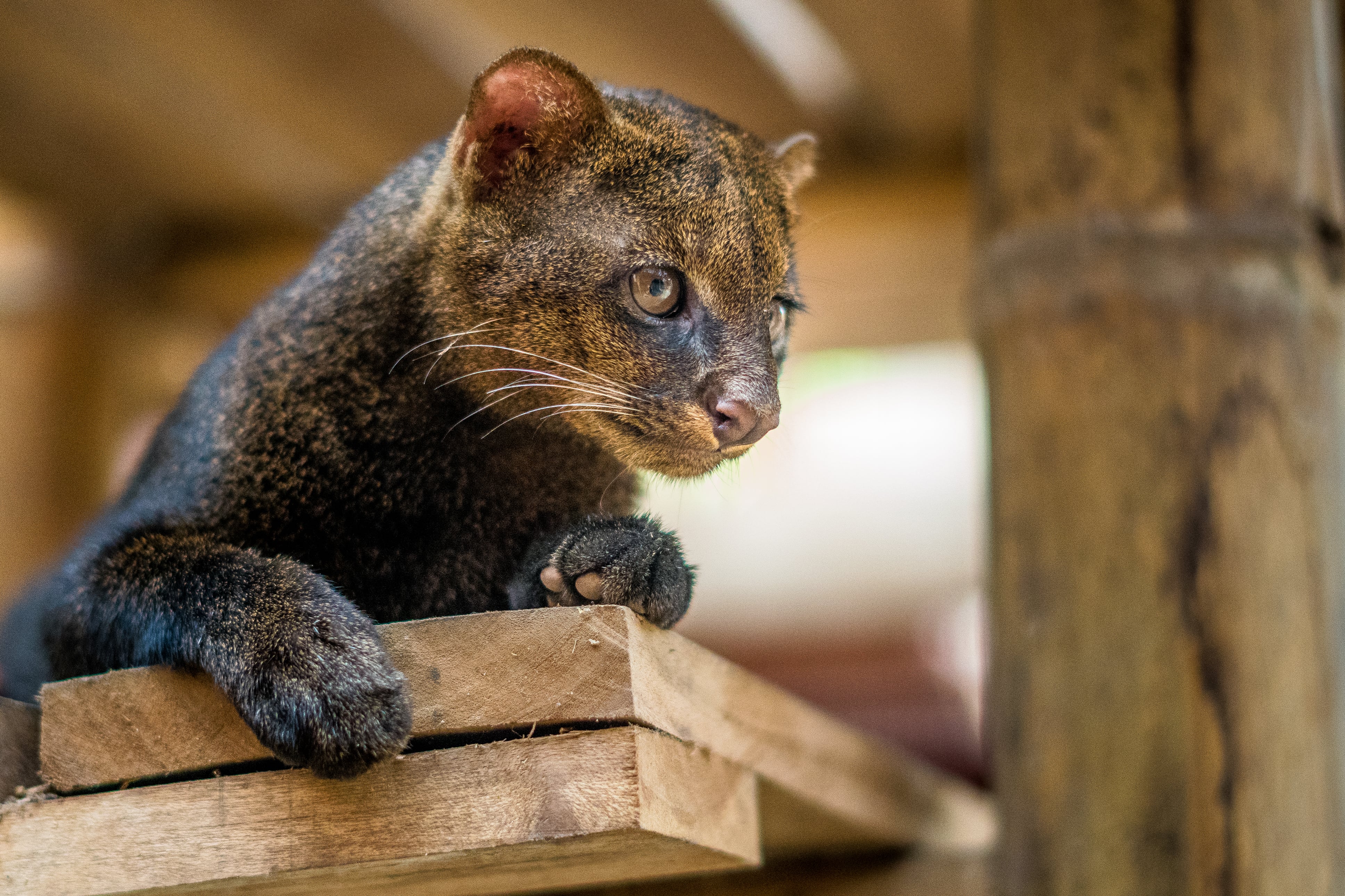 Un yaguarundí avistado en Morelos: el muy discreto felino que resiste a la pérdida de su hábitat