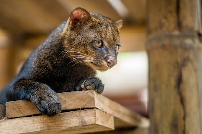 Ejemplar de jaguarundi en el centro de rescate de animales salvajes en Costa Rica.