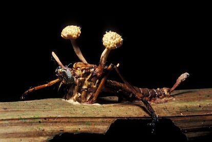 Bichos y parásitos en la naturaleza