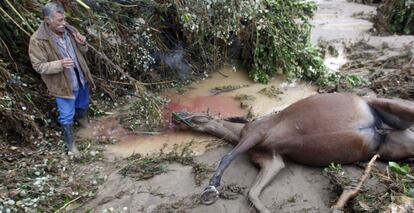 Una yegua muerta en &Aacute;lora (M&aacute;laga) por las lluvias torrenciales.