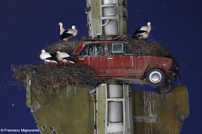 El fotógrafo español Francisco Mingorance captó los nidos de tres parejas de cigüeñas blancas en una instalación del Museo Vostell Malpartida, cerca de Cáceres. Las aves anidan en una escultura del artista alemán Wolf Vostell que incluye un avión ruso MiG-21, dos coches, pianos y pantallas de ordenador.