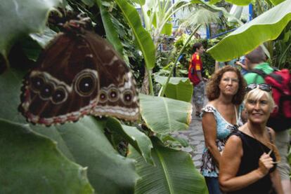 Un aspecto del Mariposario del Parque de las Ciencias de Granada, el pasado miércoles.