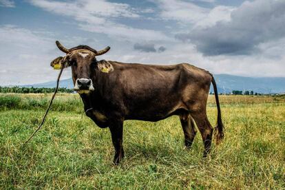 La vaca Penka, cerca de la villa de Kopilovtsi, en Bulgaria.