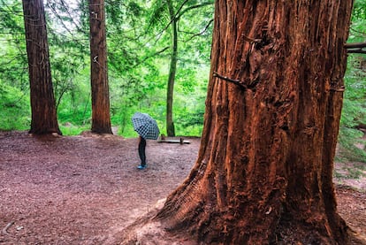 Sequoias in Monte Cabezón, in Cantabria.