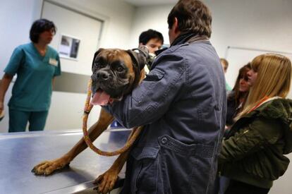 Un perro en la consulta del hospital veterinario de la UAB