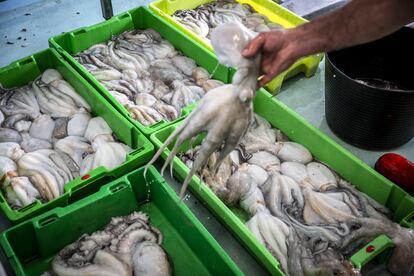 Cajas de pulpo recién pescado.