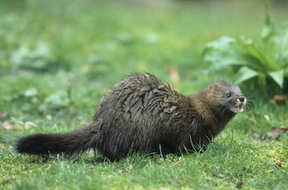 La población del visón europeo ('Mustela lutreola') se ha reducido a la mitad en los últimos diez años. La IUCN, que lo clasifica como una especie en peligro crítico de extinción desde 2011, prevé que esta disminución se intensifique en los próximos años por la destrucción del hábitat y los efectos de las especies introducidas. WWF explica que en Europa hay poblaciones pequeñas y fragmentadas muy amenazadas."El visón europeo es junto el lince ibérico el carnívoro más amenazado de Europa", señalan fuentes de la organización.