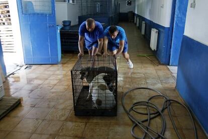 Trabajadores de una perrera municipal de Bucarest trasladan a dos perros callejeros.