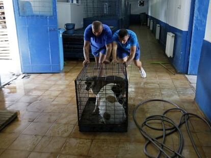 Trabajadores de una perrera municipal de Bucarest trasladan a dos perros callejeros. 