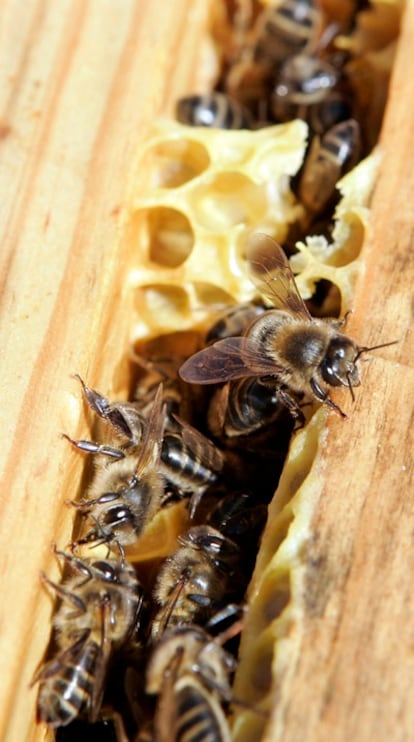 Abejas en una colmena, en Centro de Experimentación Agraria ubicado dentro del Centro Agrario Provincial de Marchamalo, situado a 4 km de Guadalajara.