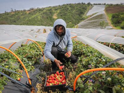 Un agriculor cosecha frutillas en San Pedro de Melpilla (Chile).