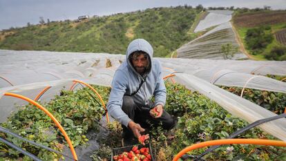 Un agricultor en una plantación de frutilla en la localidad de Quilamuta, en San Pedro de Melipilla.