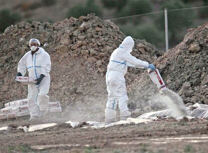 Trabajadores de la explotación avícola de Almoguera (Guadalajara), donde se ha detectado un brote de H7, ayer, enterrando aves.