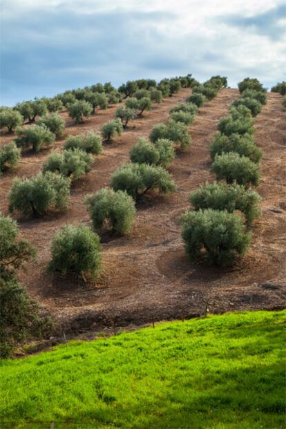 Olivar en la sierra de Andújar.