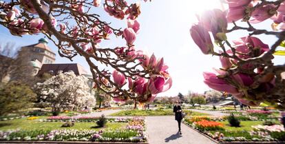 Una magnolia florece en el jardín botánico de Múnich (Alemania).