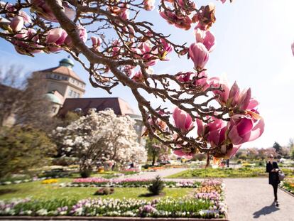 Una magnolia florece en el jardín botánico de Múnich (Alemania).