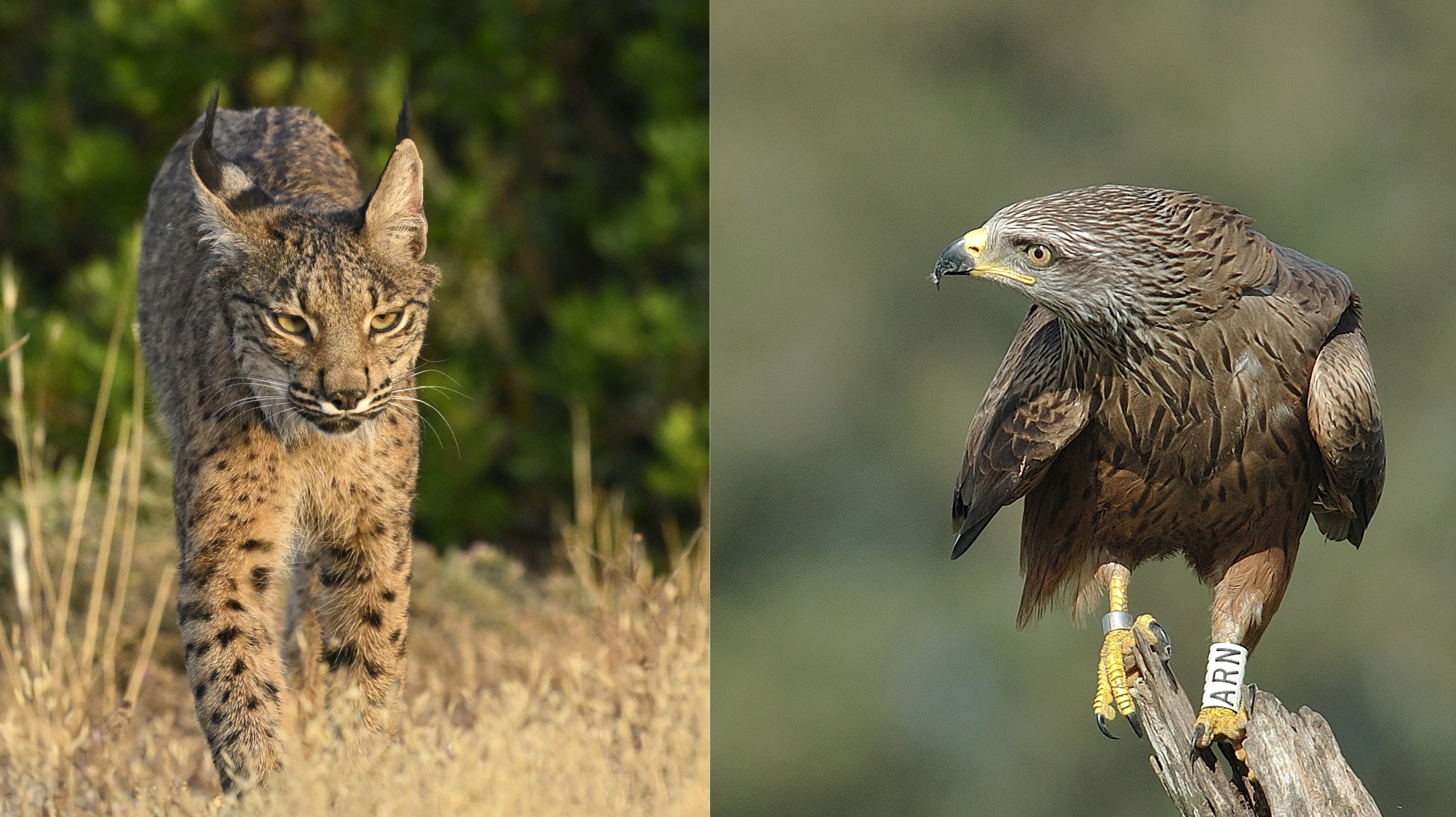 Los linces y los milanos negros, en la imagen, están en la cúspide del ecosistema en Doñana. Ambos cazan conejos; los primeros de noche, los segundos, de día.