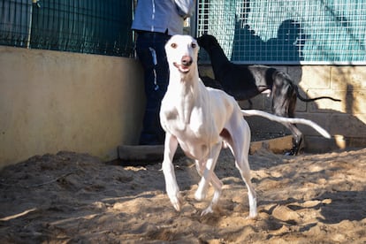 Protectora de animales ALBA, en Camarma de Esteruelas (Madrid), donde atienden más de mil animales al año.